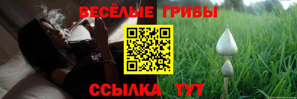 Псилоцибиновые грибы Psilocybe  Вход с VPN  Лосино-Петровский 